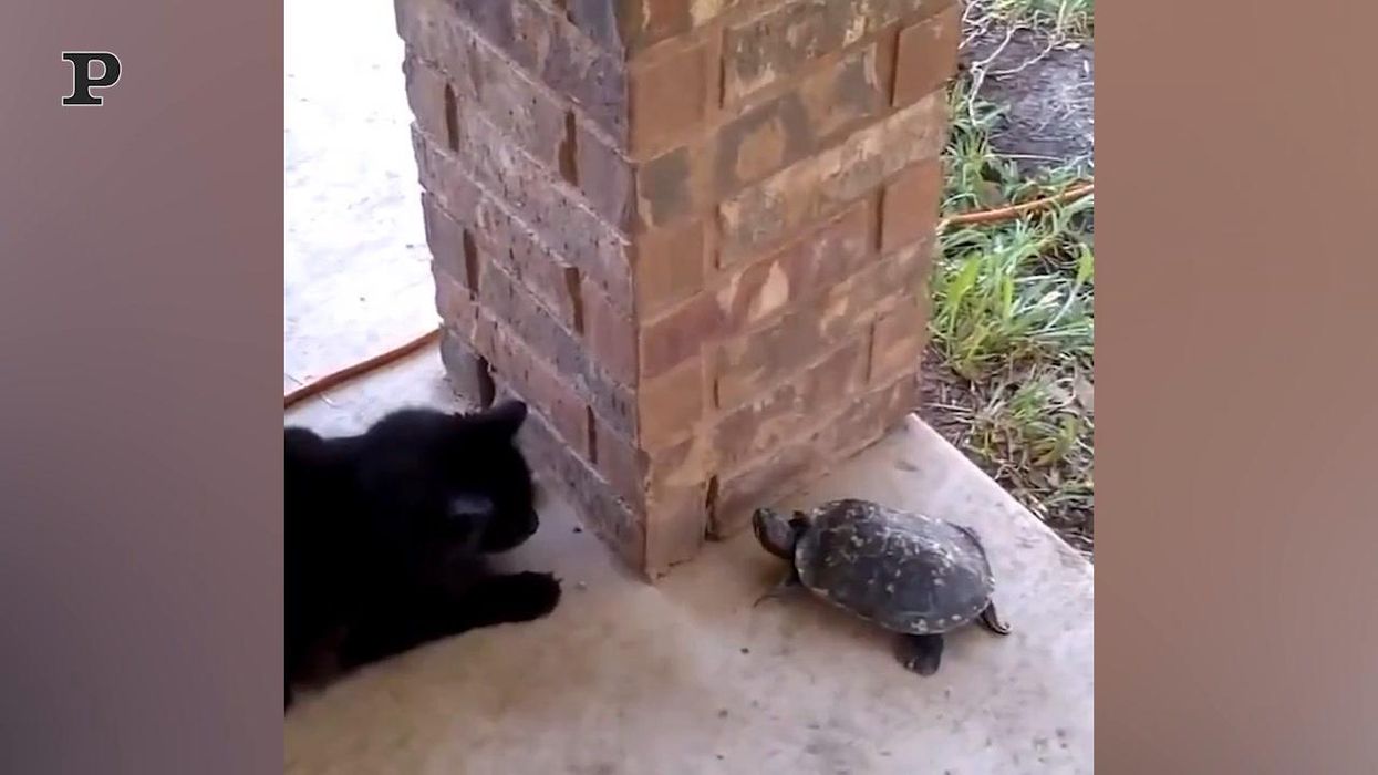 Gatto e tartaruga giocano a rincorrersi | Video