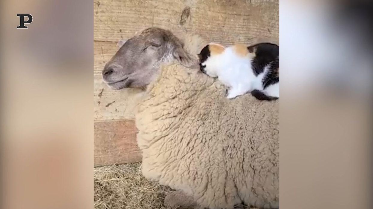 Gatto fa un massaggio ad una pecora | video