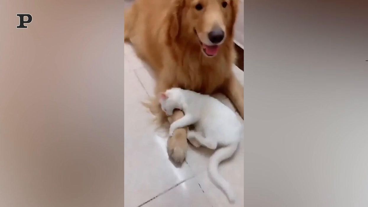 Il gatto geloso del suo amico cane | Video
