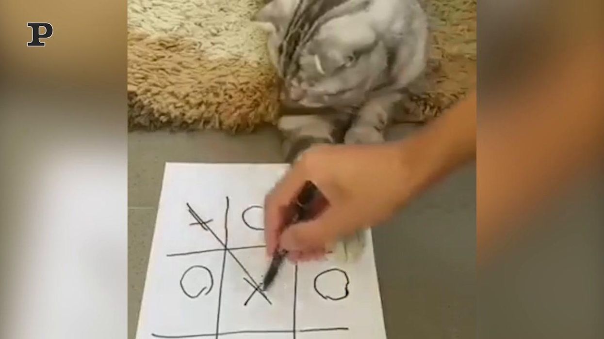Gatto gioca a tris con il suo padrone | video