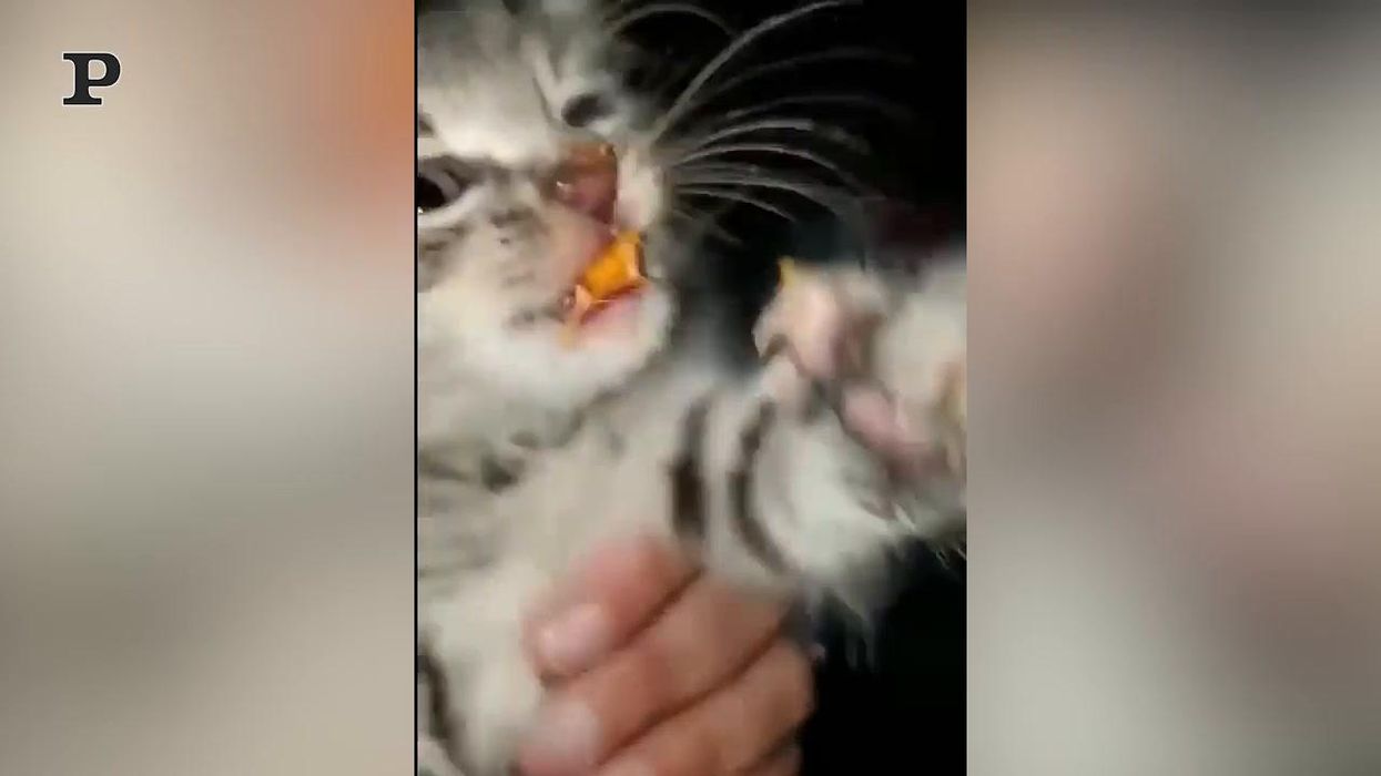 Gatto goloso ruba un pacco di patatine | Video
