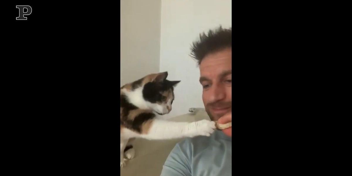 Gatto goloso tenta di mangiare un toast | video