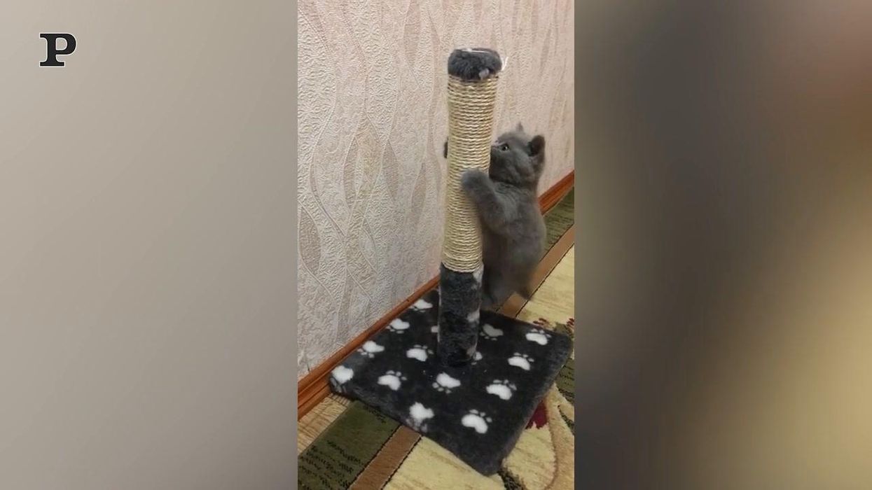 Gatto impara ad arrampicarsi per la prima volta| Video