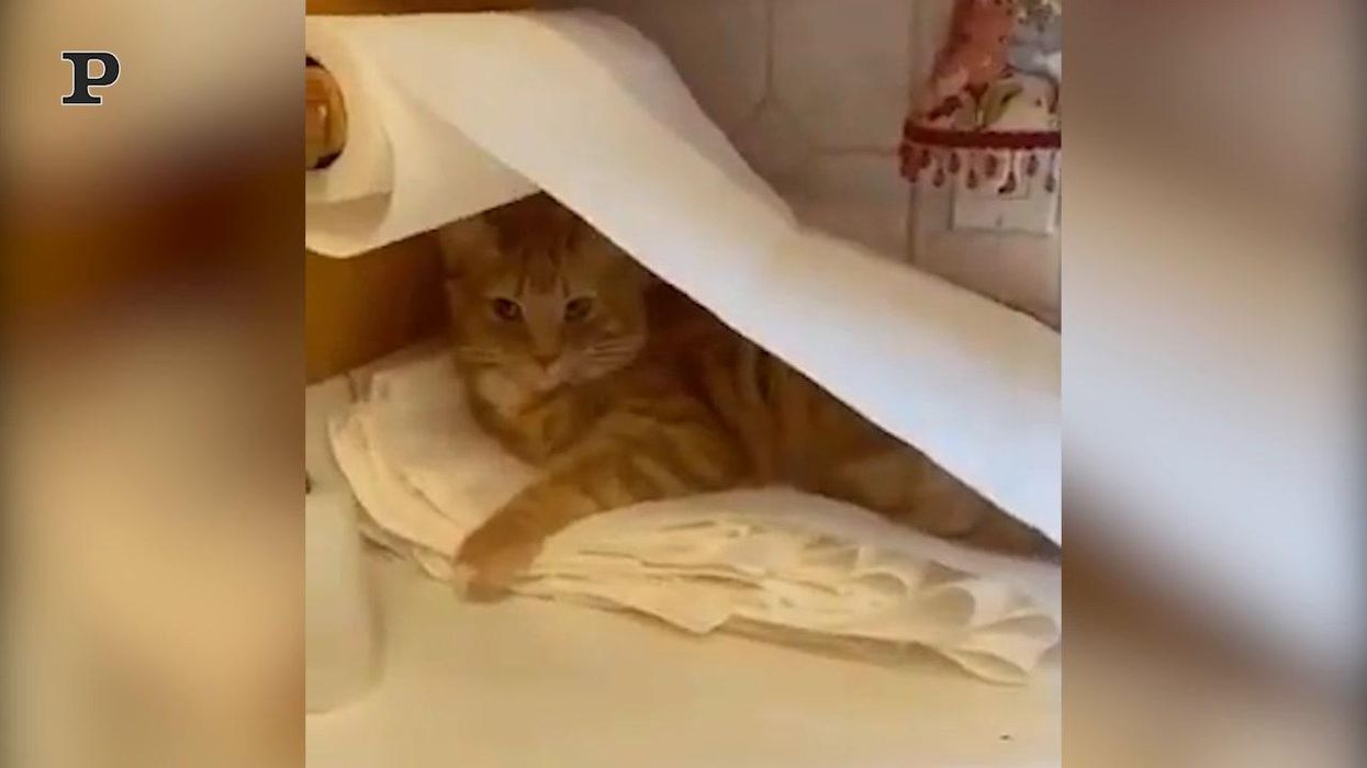 Gatto ingegnoso si costruisce un letto con la carta assorbente | video