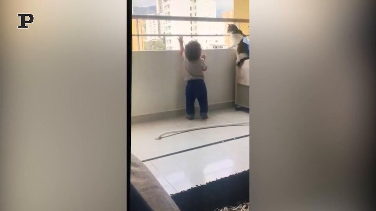 Gatto iperprotettivo impedisce al bambino di salire sul balcone | video