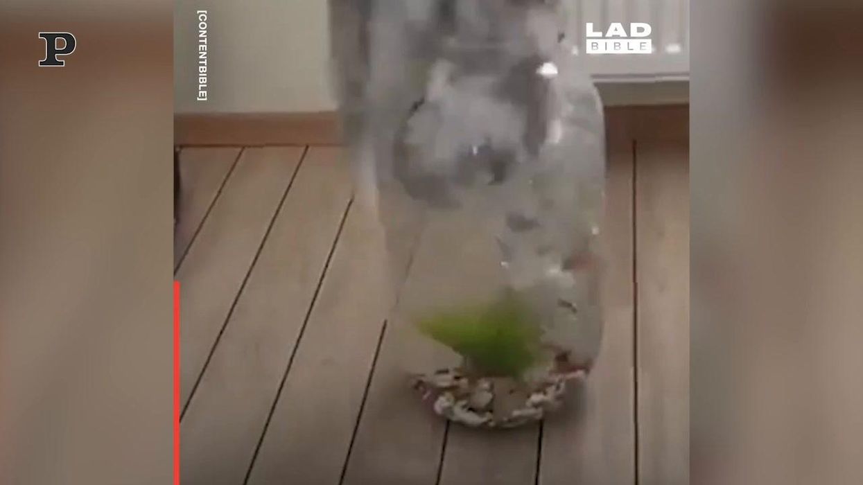 Gatto vuole prendere il pesce, ma cade nella boccia d'acqua | video