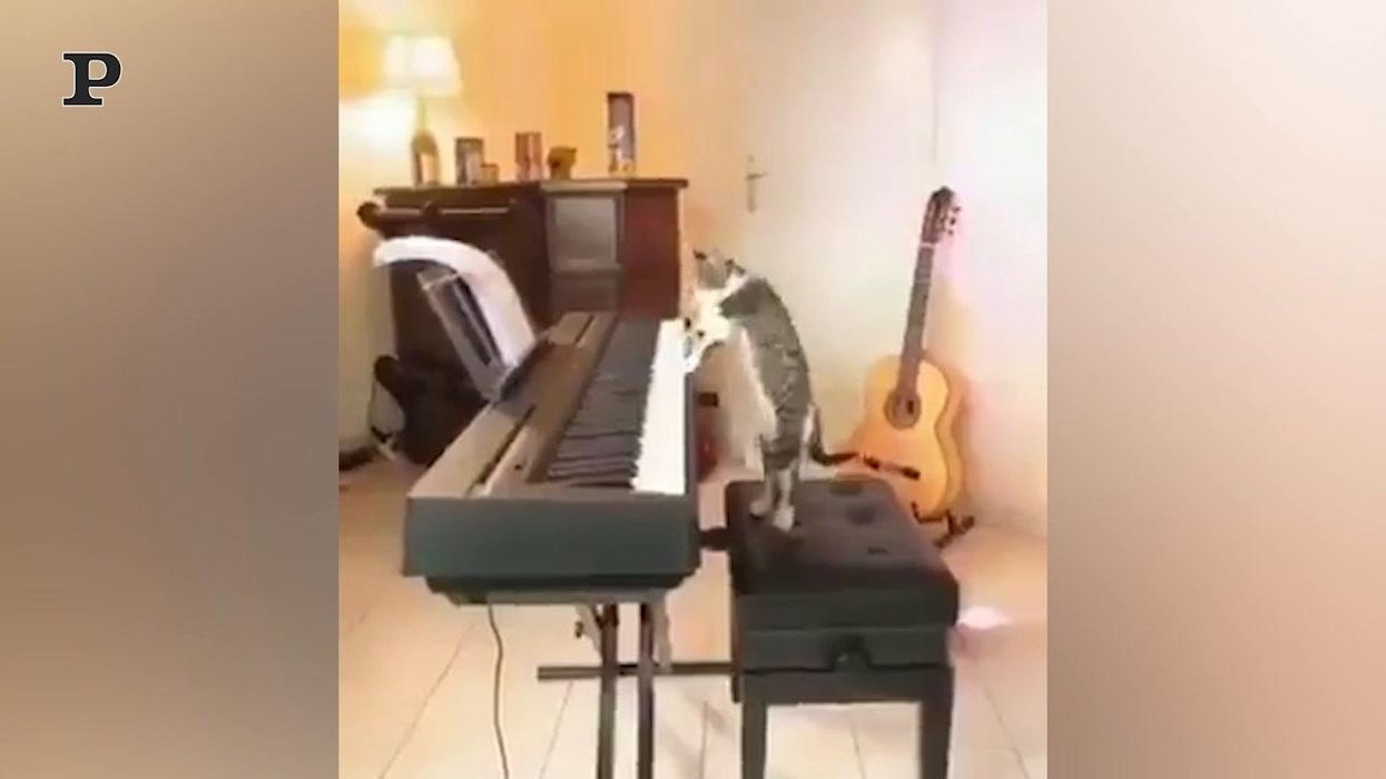 Gatto pianista suona come un vero maestro | Video