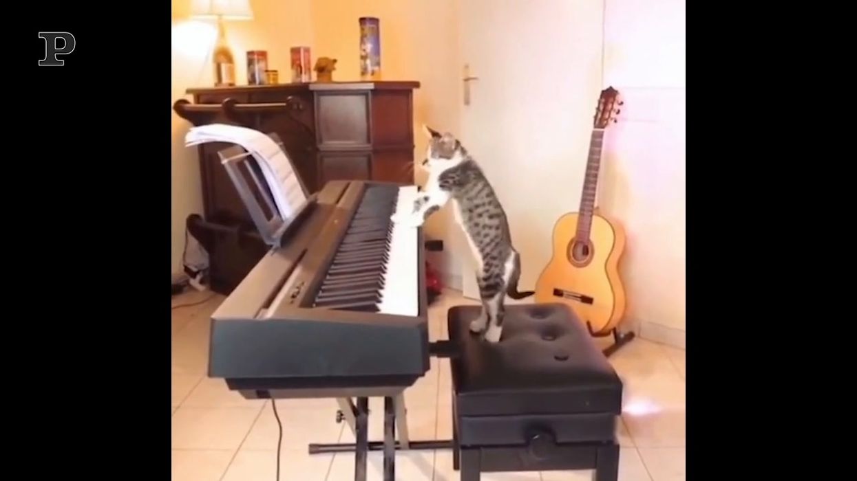 Quando il tuo gatto è anche un pianista