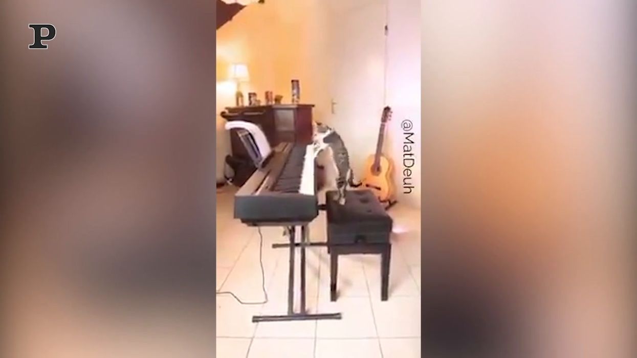 Questo gatto pianista ha talento da vendere | video