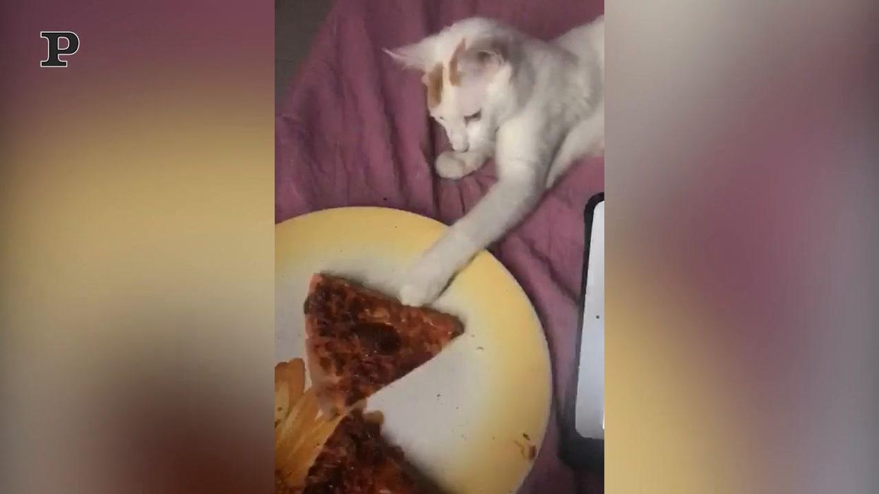 Gatto goloso tenta di mangiare una fetta di pizza | video