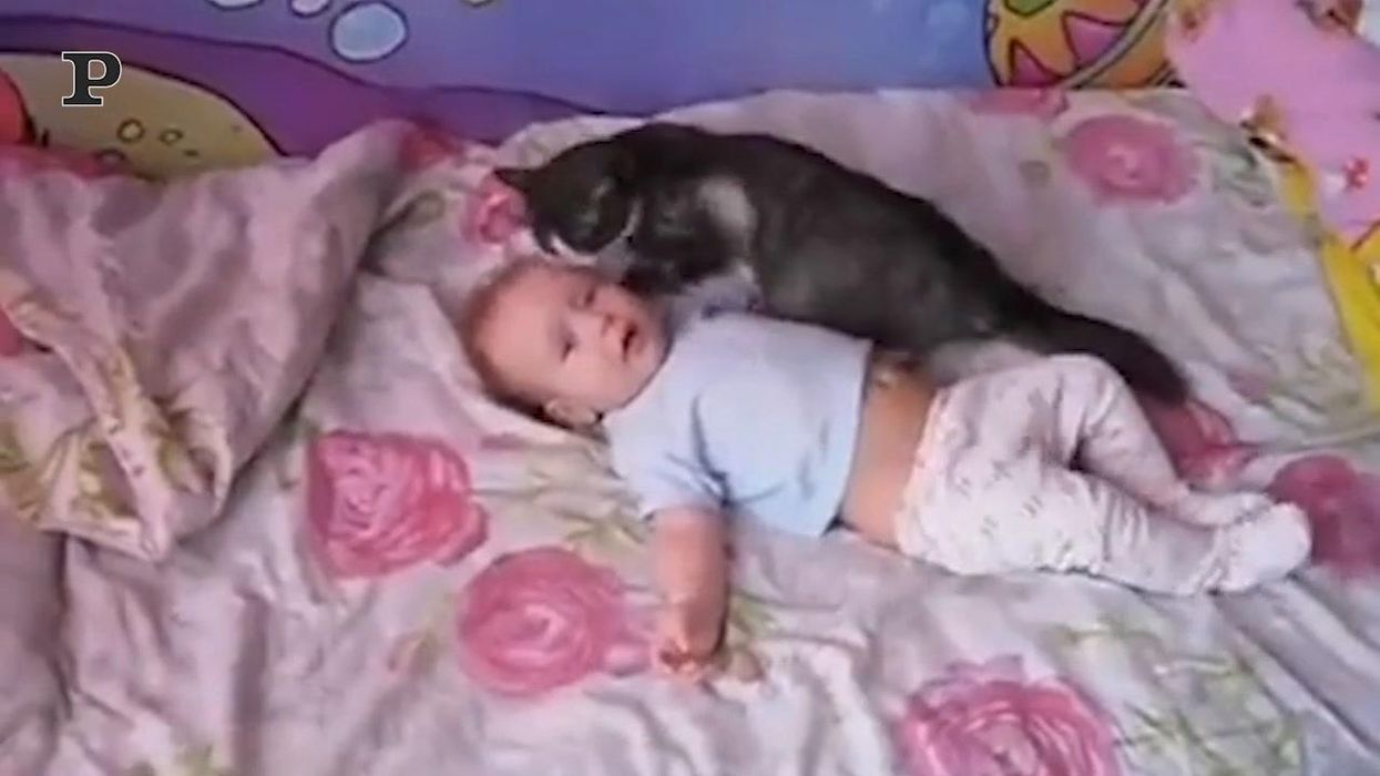 Gatto premuroso consola un bambino che piange | Video