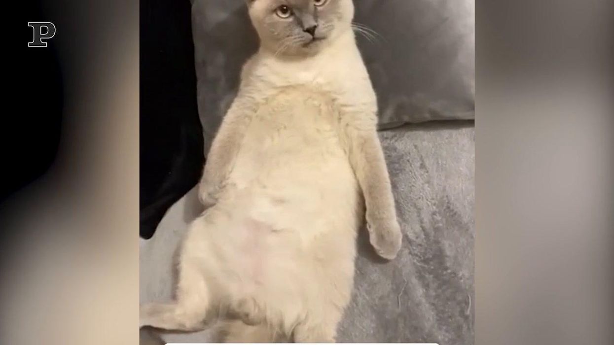 Gatto ipnotizzato dal relax | video