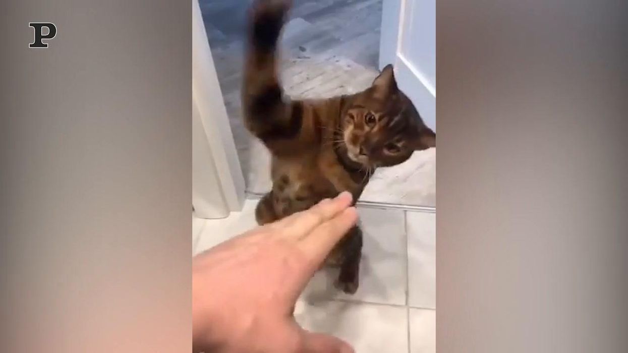 Quando il gatto gioca a fare il pugile | video