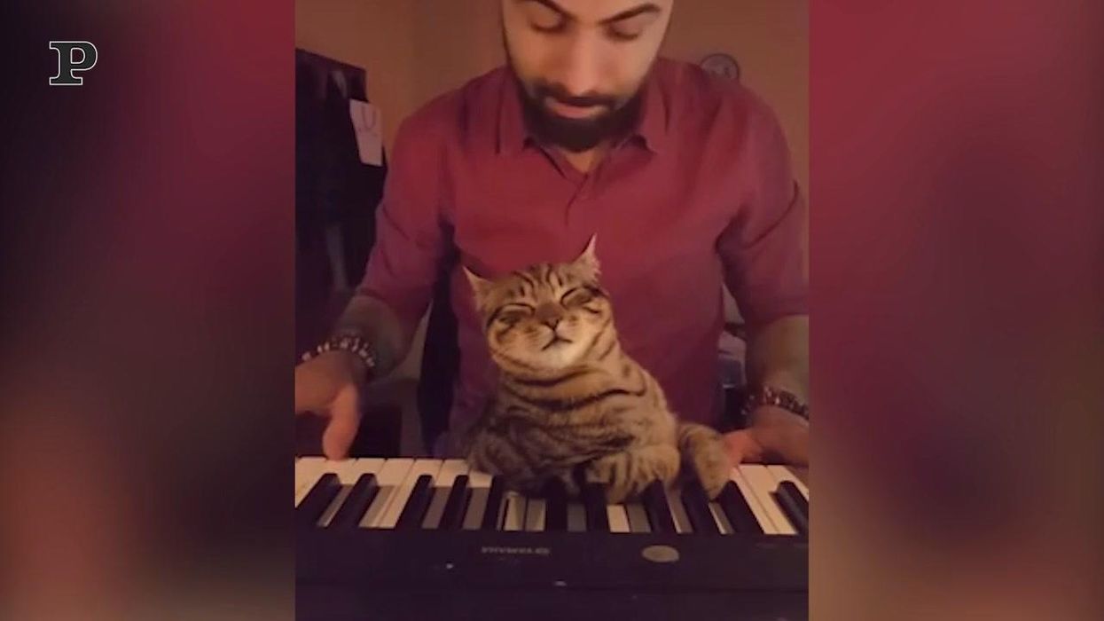 Gatto si addormenta al suono del pianoforte | video