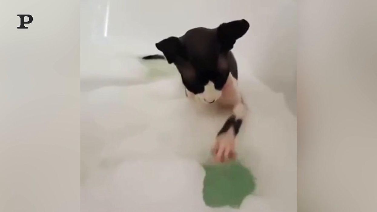 Adorabile gattino si diverte a fare il bagnetto | Video