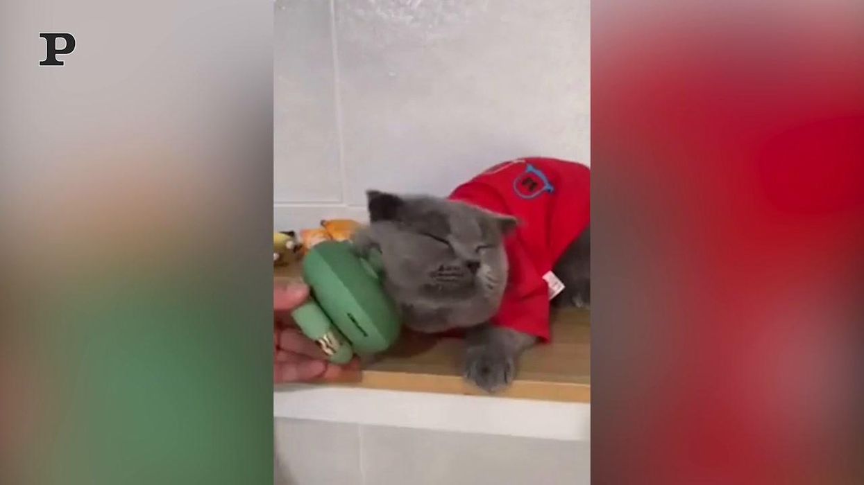 Gatto si gode un massaggio | Video