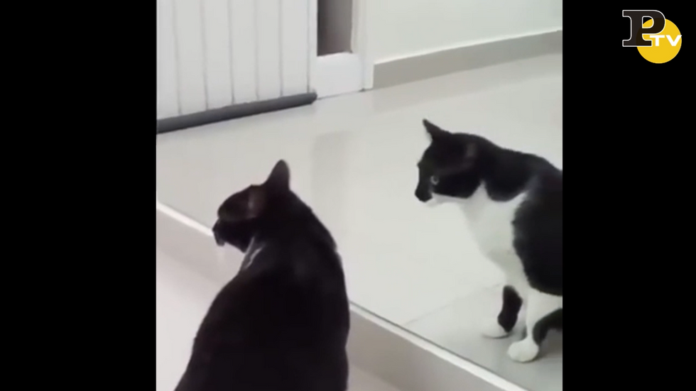 Gatto si specchia ma alla fine succede qualcosa video