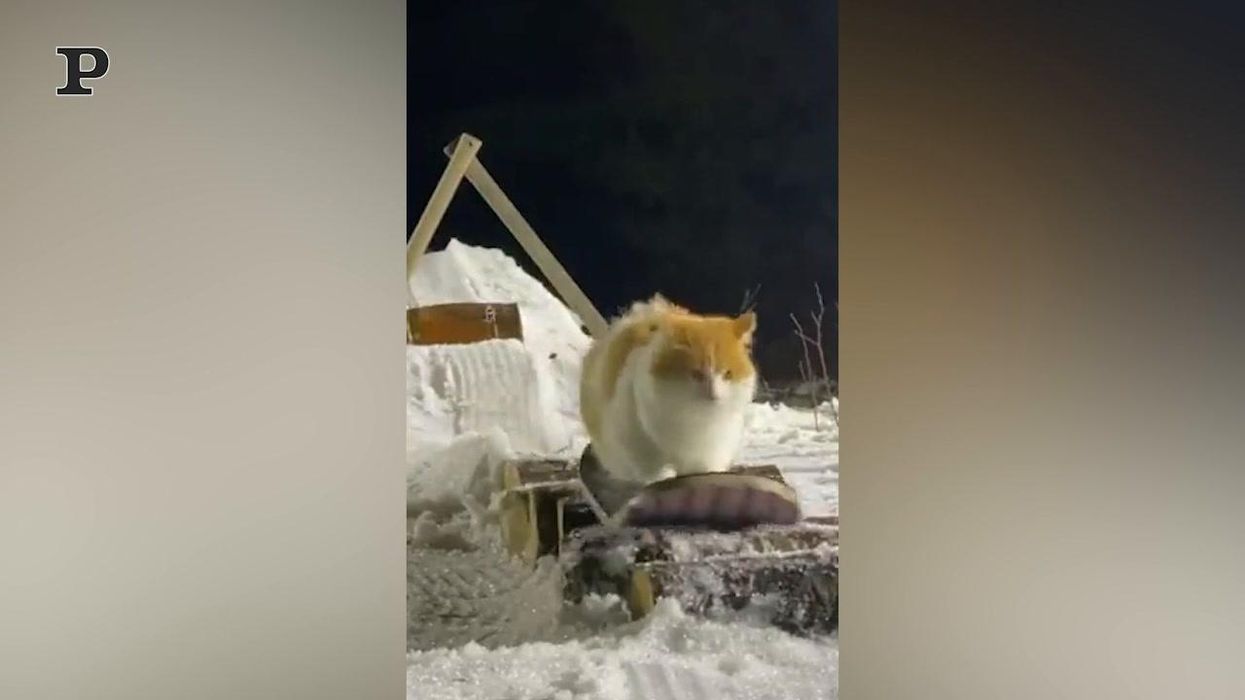 Gatto snowboader scivola a tutta velocità sulla neve | Video