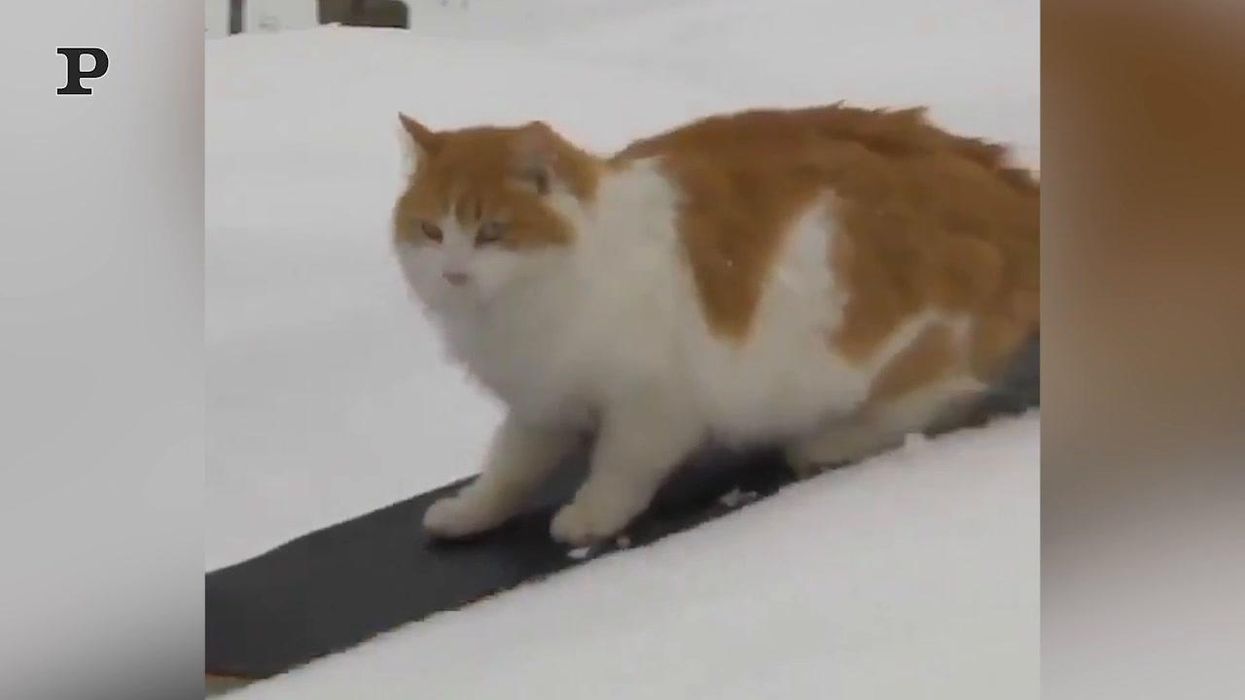 Gatto snowborder non teme alcuna discesa | video