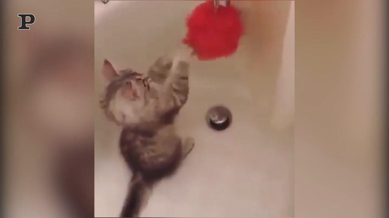 Gatto colpisce una spugna imitando un pugile | video