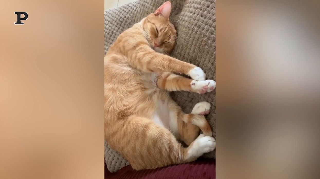 Gatto sportivo si allena mentre dorme | Video