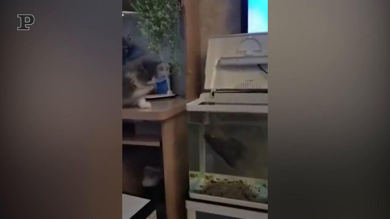 Gatto tenta di afferrare il pesce ma lui sa come difendersi | video