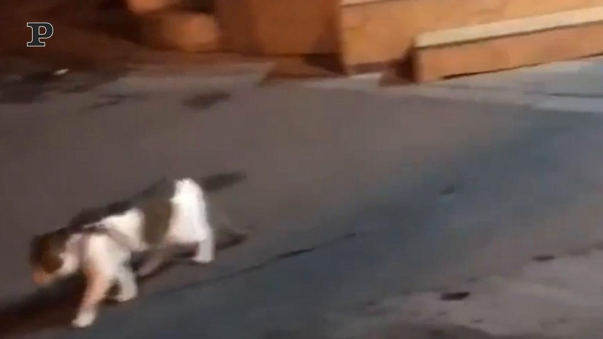 Gatto viene salvato dall'amico cane | video