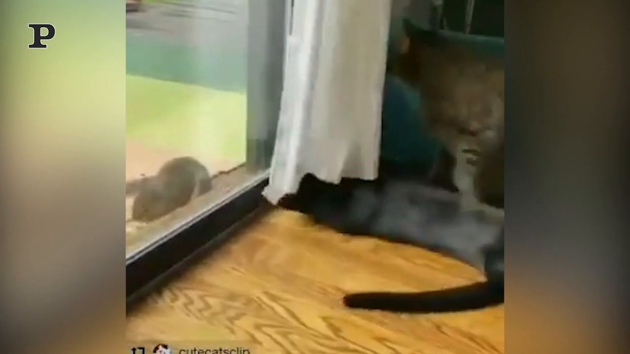 Gatto acrobata vuole catturare un topo | video