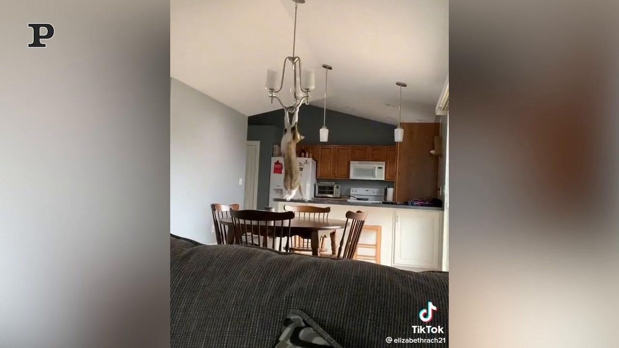 Gatto trapezista si attacca al lampadario | Video
