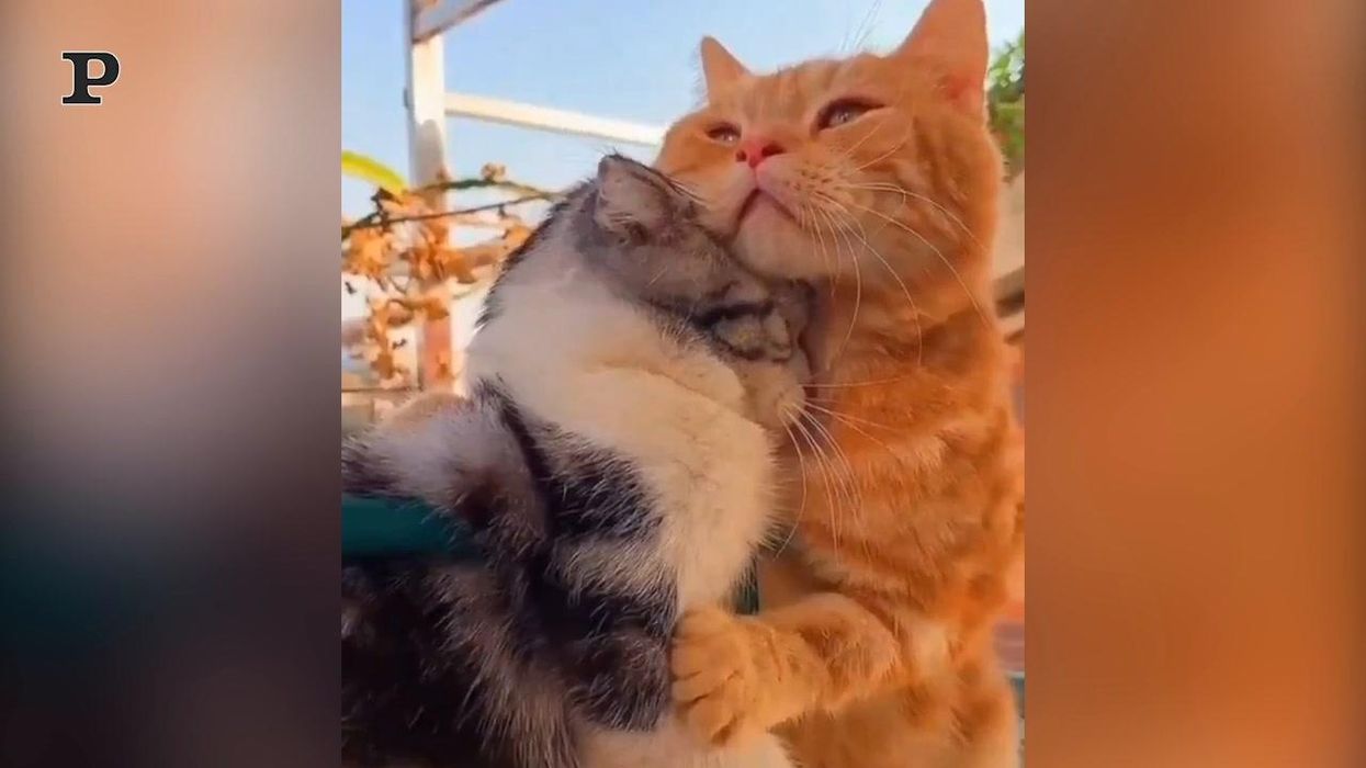 Gatto triste si fa consolare dall'amico | video