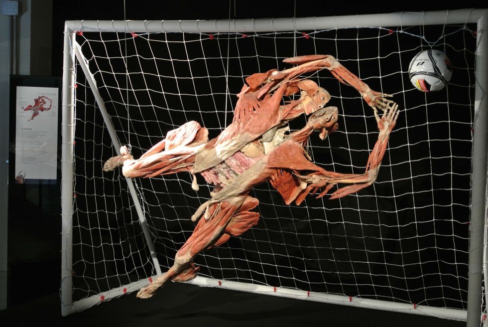 Body Worlds - The Cycle of Life