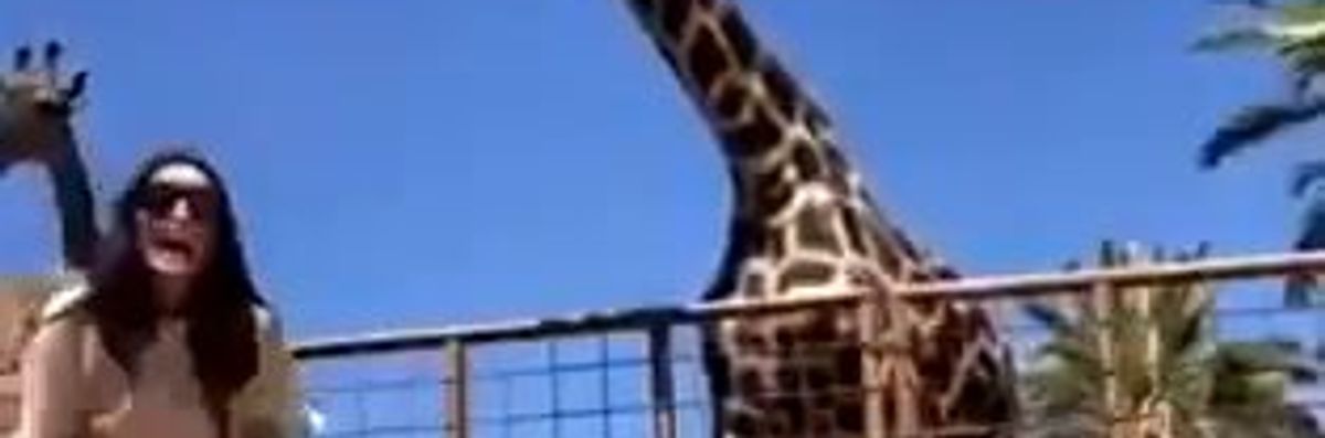 Giraffa solleva di 2 mt da terra un bambino allo zoo | video