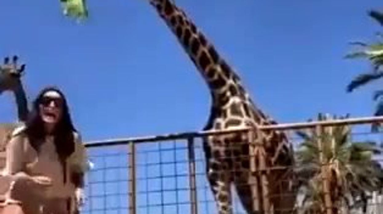 Giraffa solleva di 2 mt da terra un bambino allo zoo | video