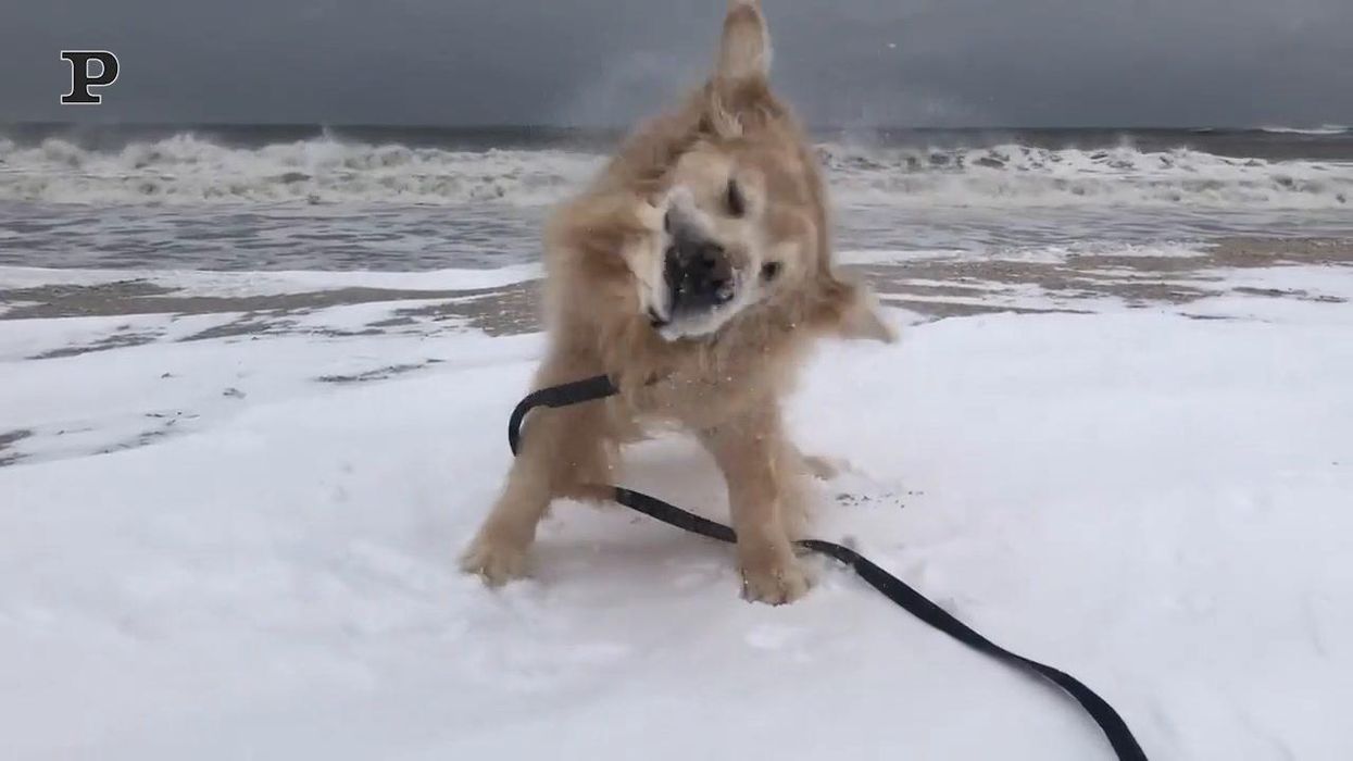 Golden Retriever si diverte a rotolarsi nella neve | Video
