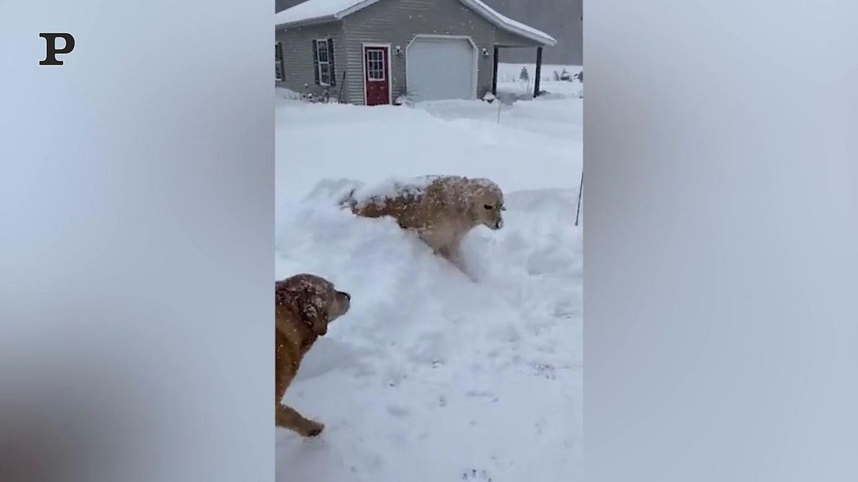 Golden Retriever si diverte giocando con la neve | Video