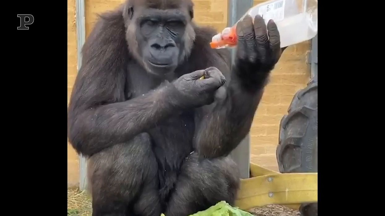 Quando il gorilla ha una grande passione per le caramelle