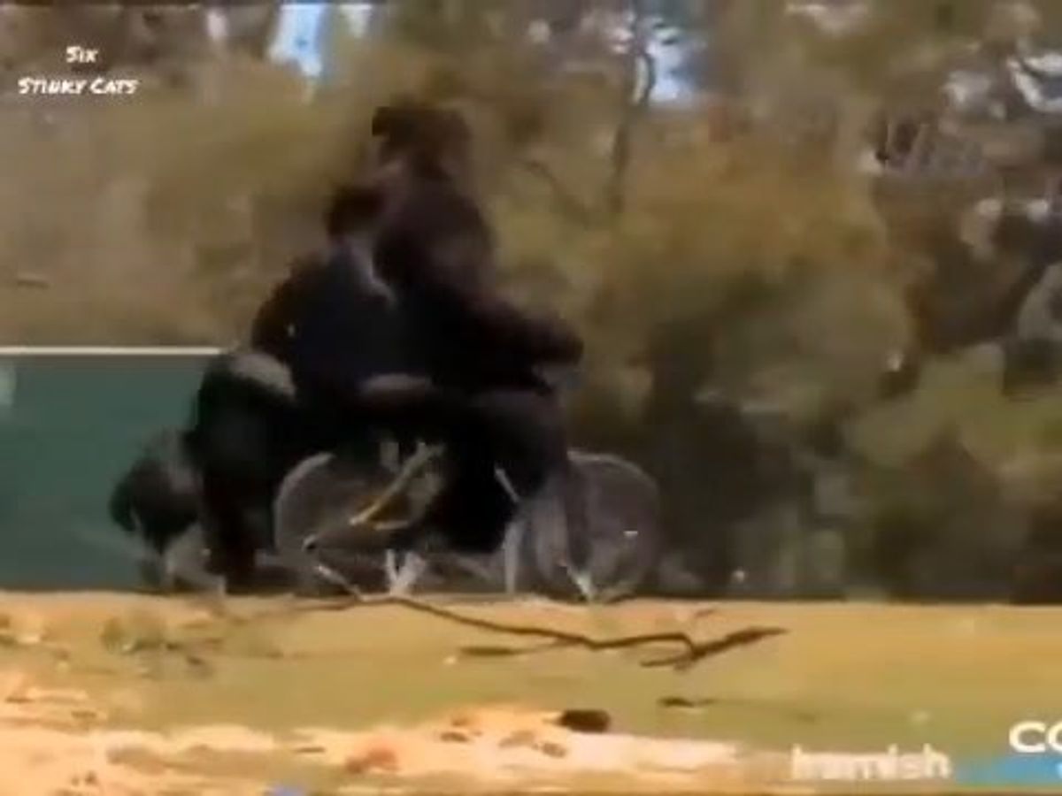 Incredibile gorilla pedala una bicicletta | video