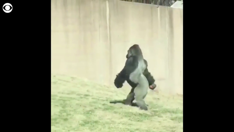 gorilla zoo philadelphia cammina e vive come un uomo video