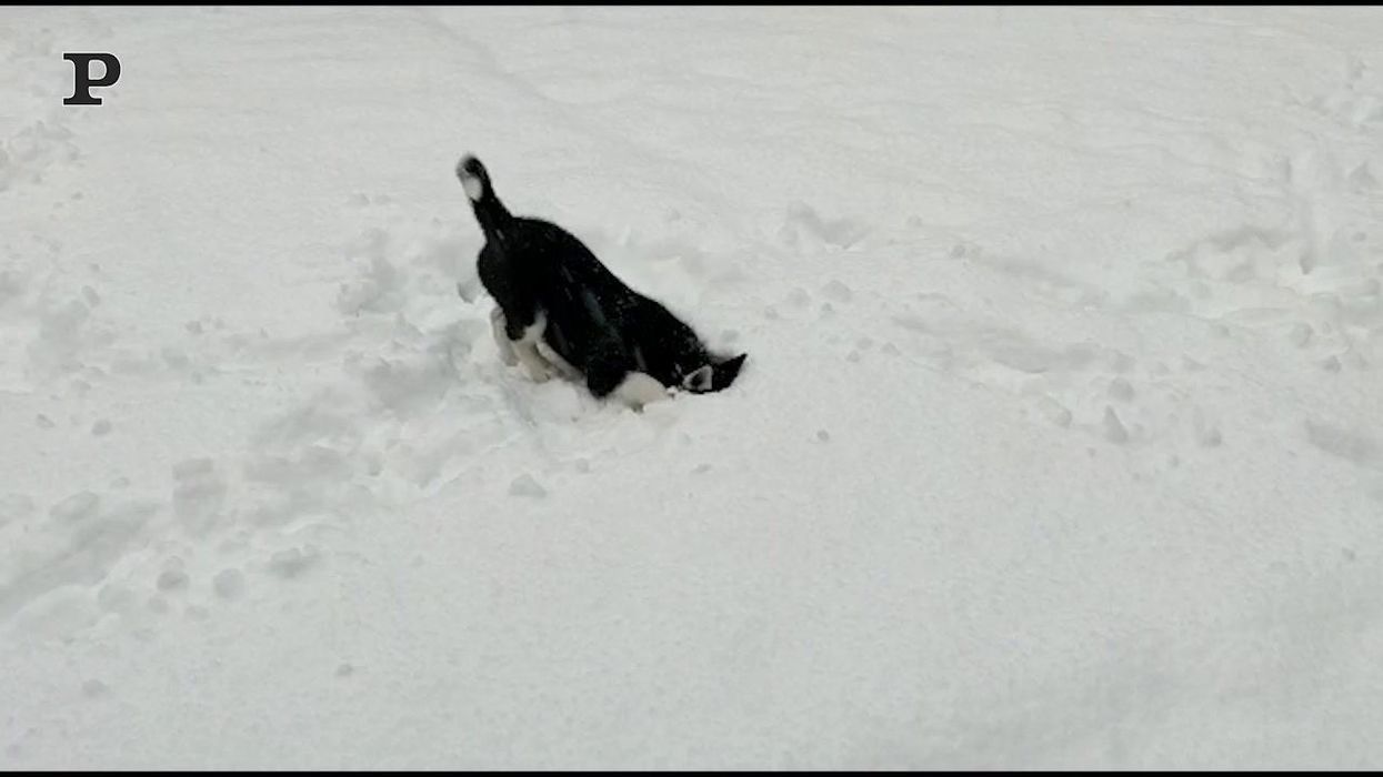Cucciolo di husky vede per la prima volta la neve | video