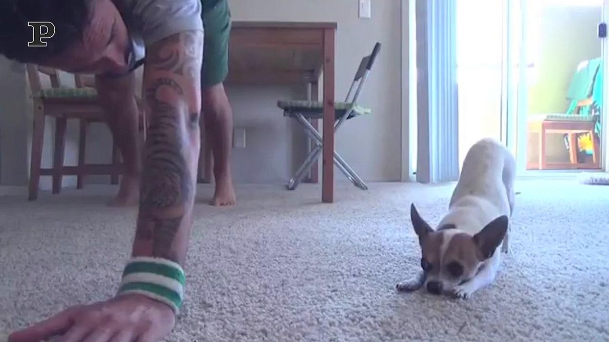 Il cane fa yoga con il suo padrone | video