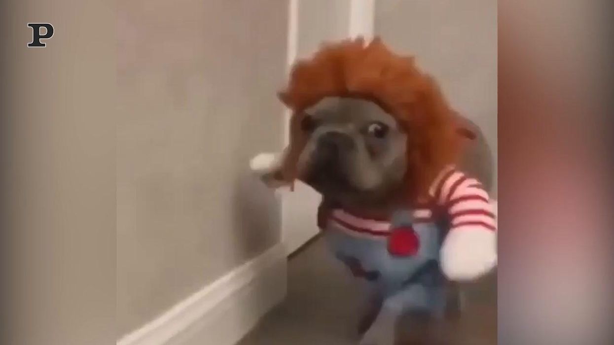 Il cane travestito come Chucky, la bambola assassina | video
