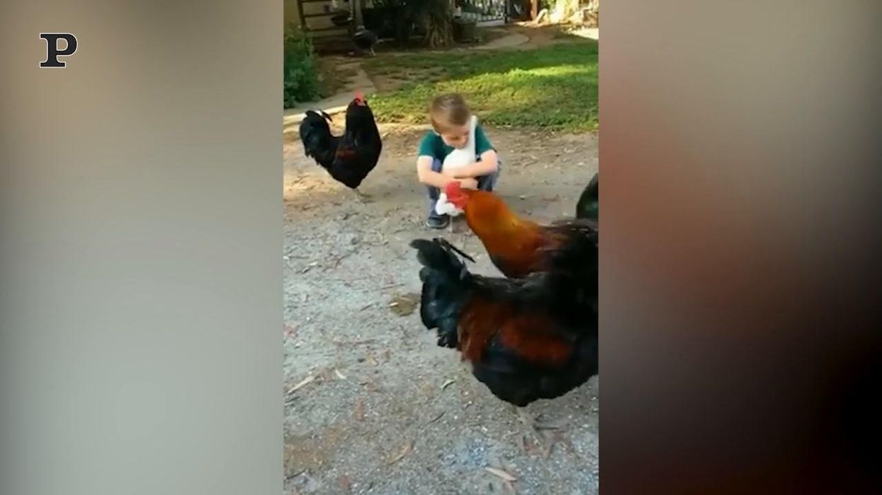 Il dolce abbraccio tra un bambino ed una gallina | Video