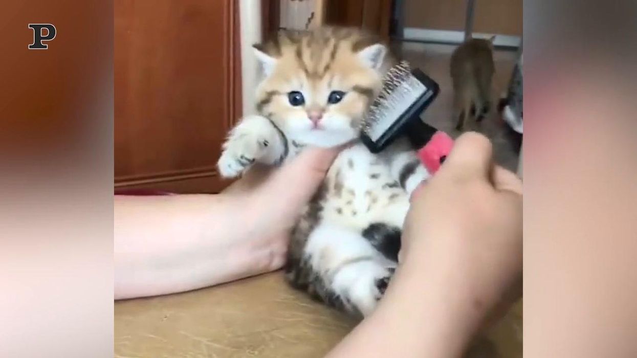 Il gattino che adora farsi spazzolare | Video
