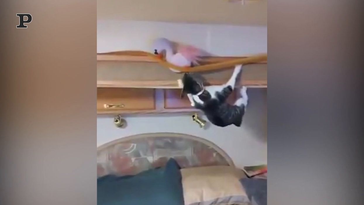 Il Gatto Ninja salva un peluche