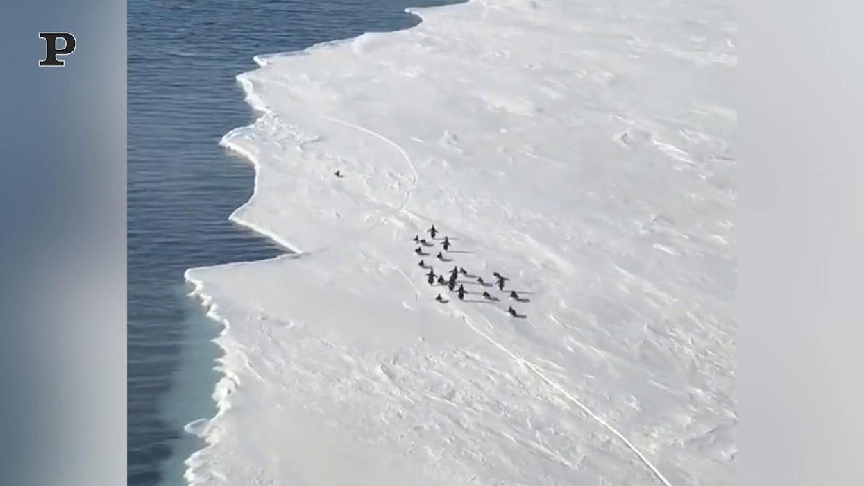 Il ghiaccio si spacca ed il pinguino va alla deriva | Video