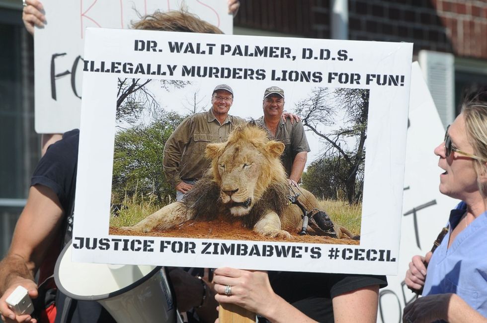 Il leone Cecil ucciso in Zimbabwe