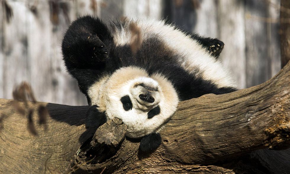 Il panda gigante Bao Bao