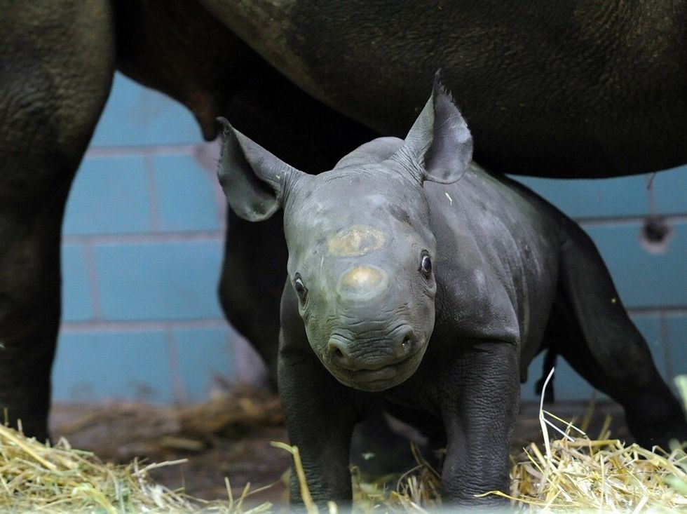Noi, i rinoceronti dello zoo di Berlino e altre foto dal mondo