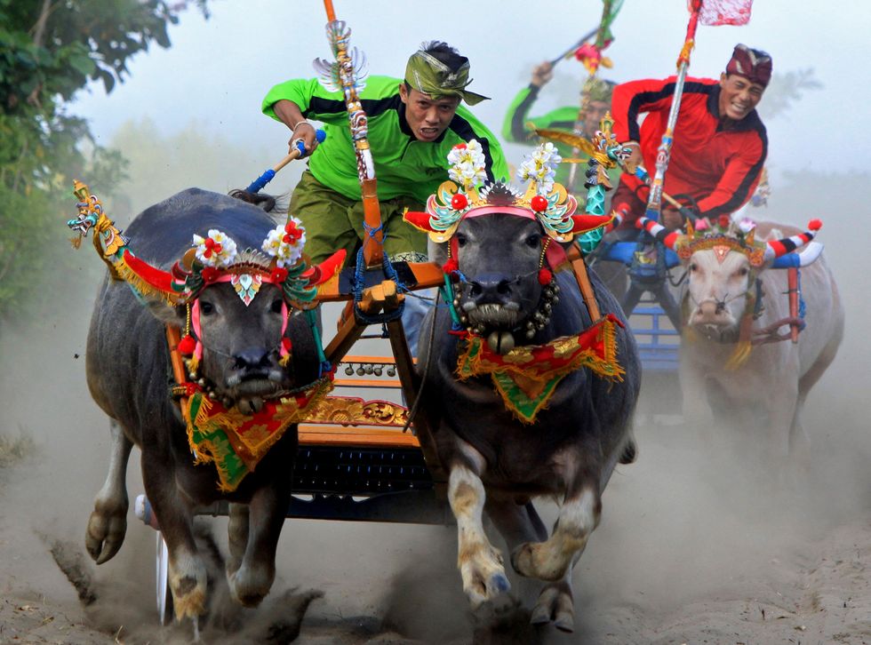 Indonesia, "Buffalo Race" la corsa con i bufali