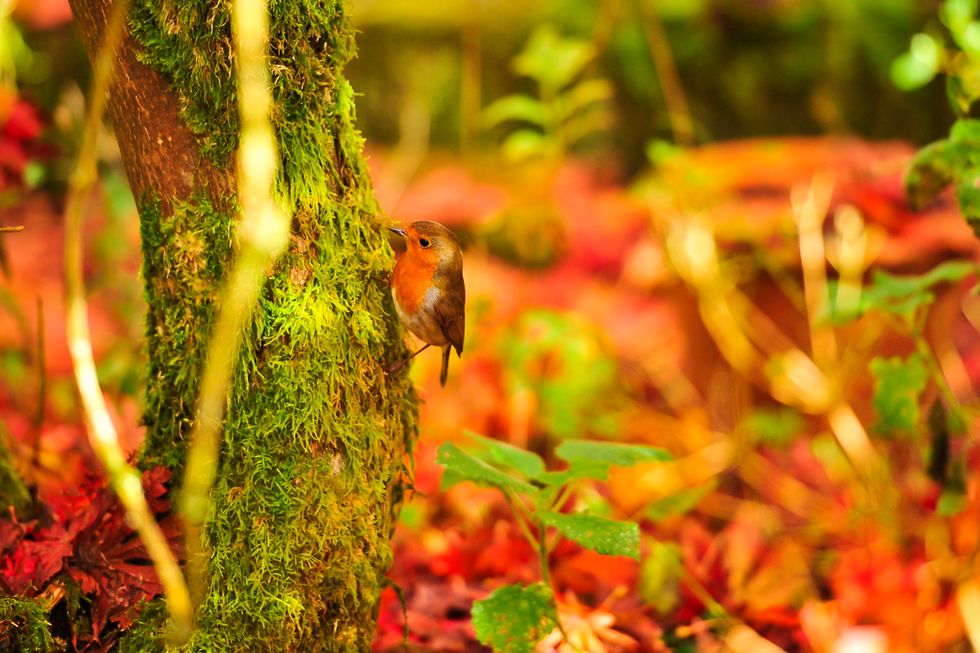I colori dell'autunno: le foto più belle